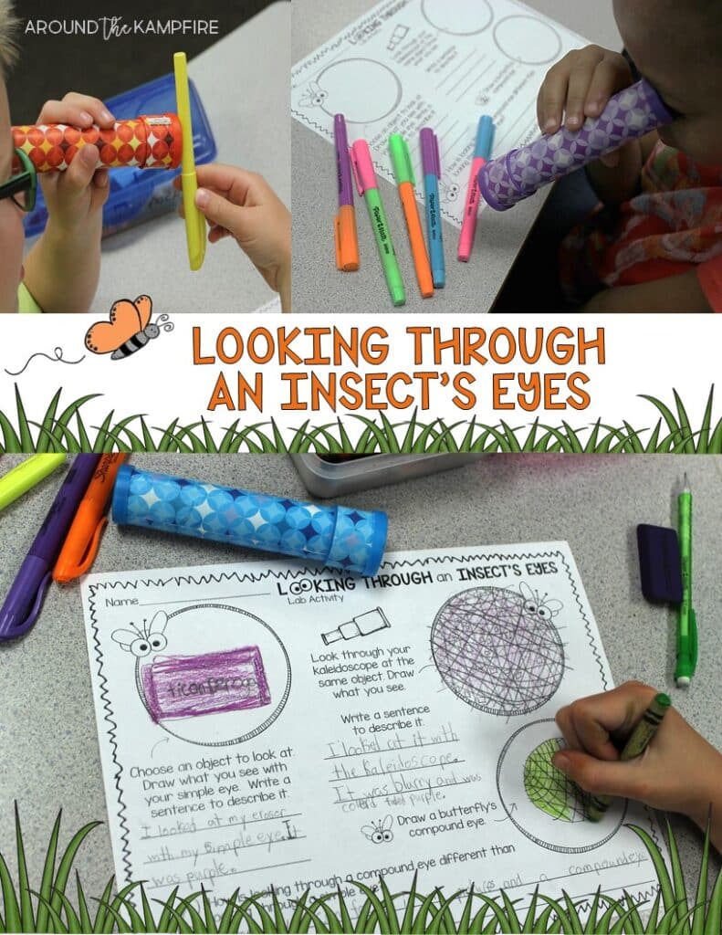 Butterfly life cycle activities-Compound eye science experiment