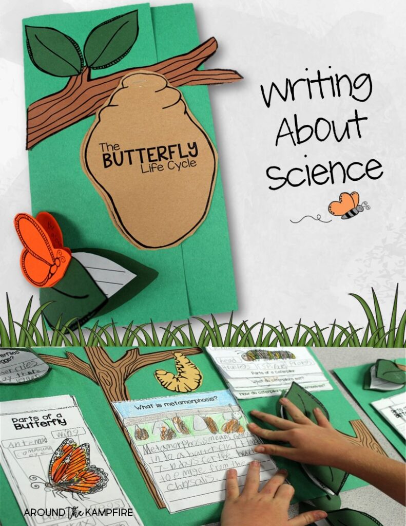 Butterfly life cycle foldable lapbook-Part of a complete science unit Gr. 1-3