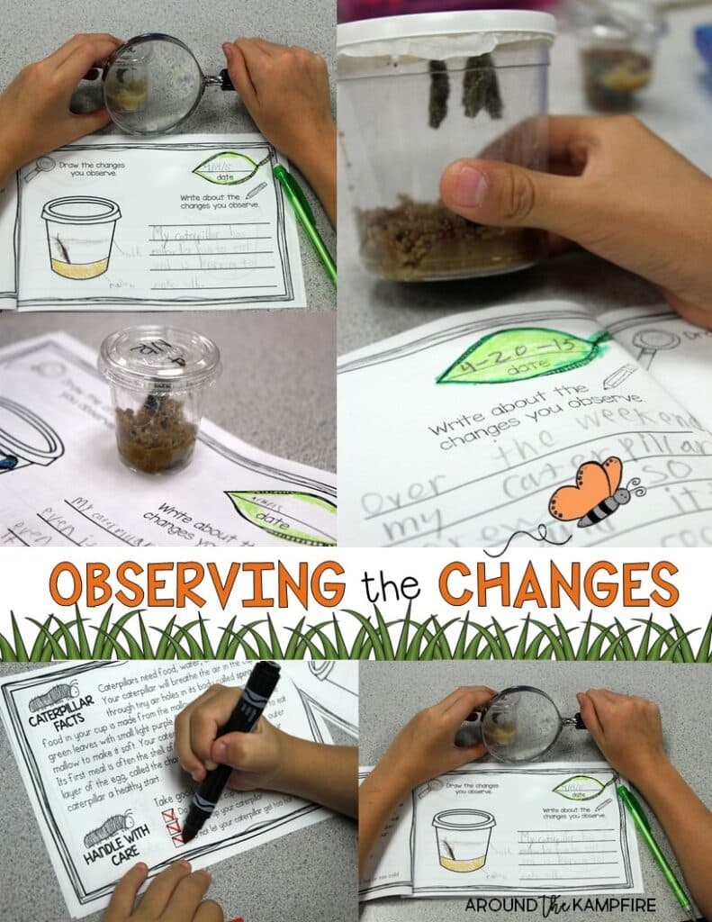 Butterfly life cycle activities- Observing the changes in the life cycle of butterflies 