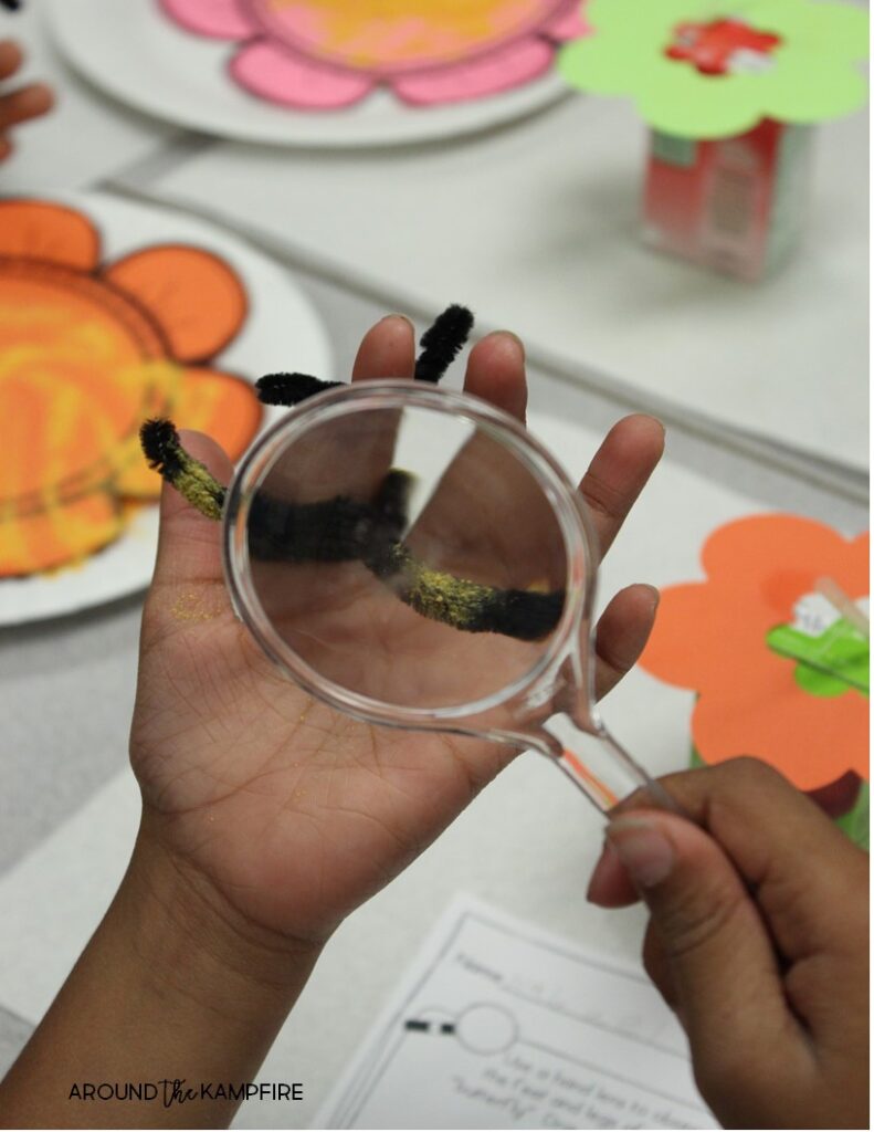 Butterfly life cycle activities-Pollination science experiment during our 2nd grade study of butterflies.