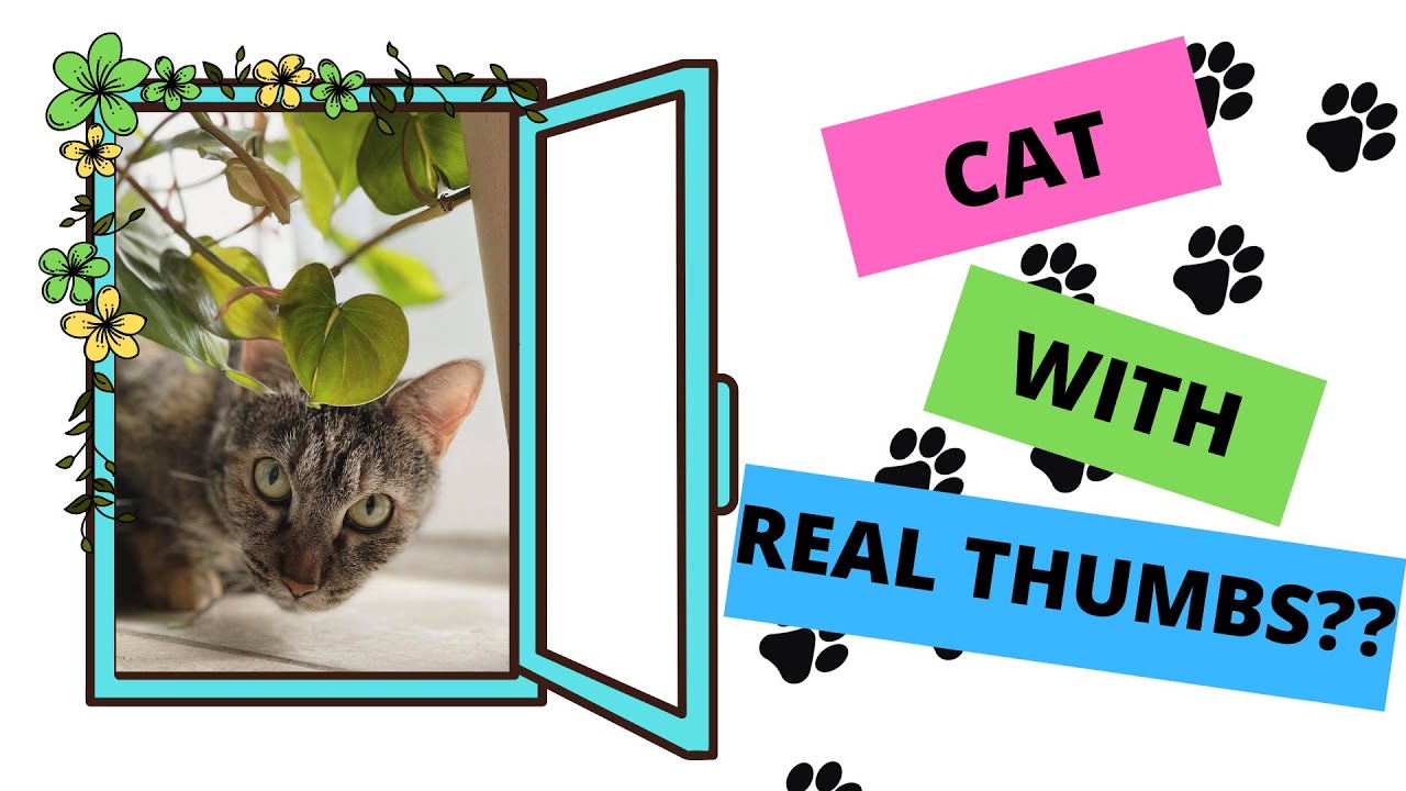 CATS WITH EXTRA TOES: A Brief History of Polydactyl Hemingway Cats | What is a Polydactyl??