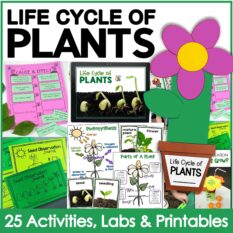 plant life cycle science activities