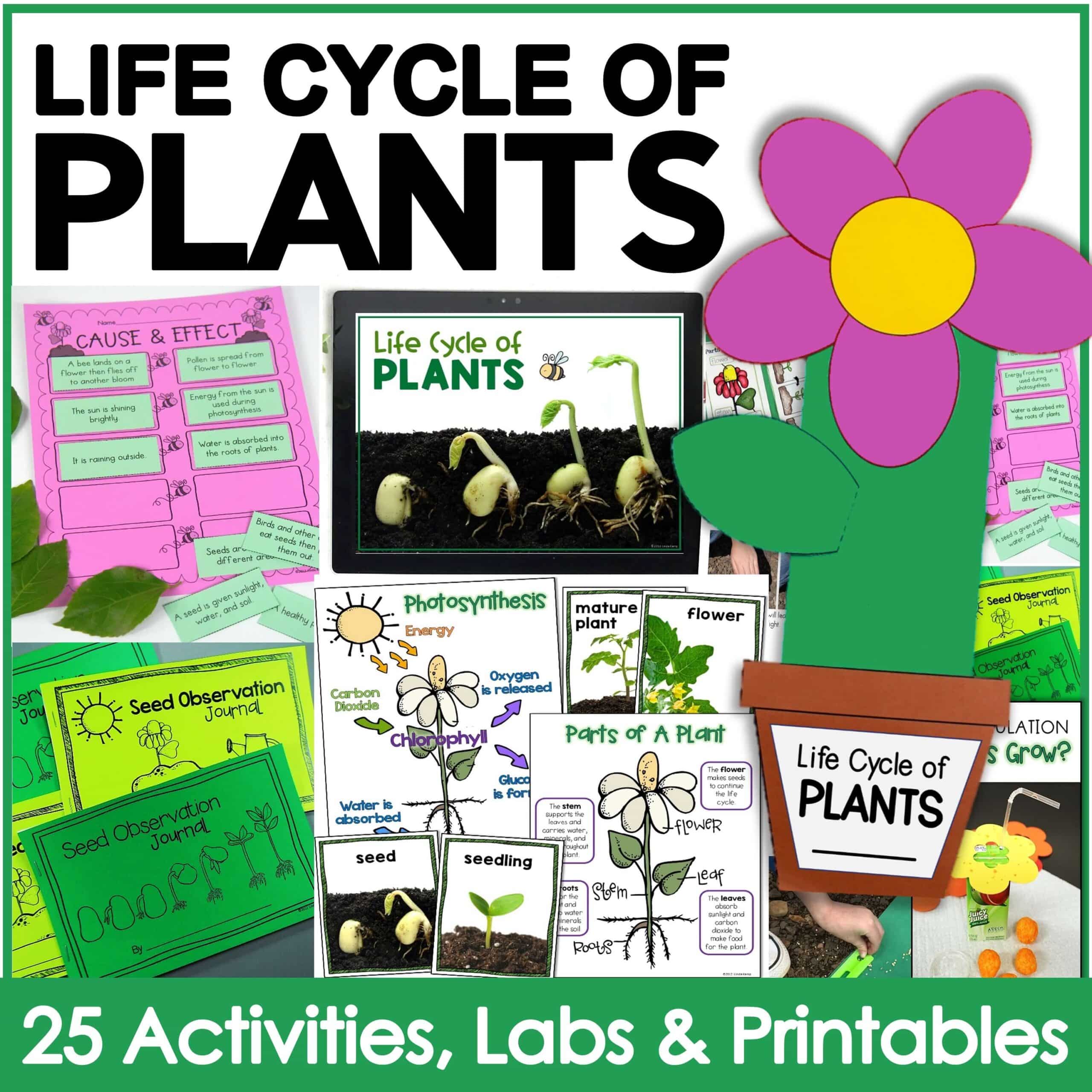 plant life cycle science activities