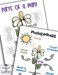 Free printable anchor charts for parts of a plant and photosynthesis