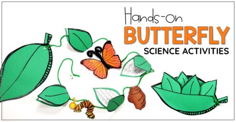 Hands-on butterfly science activity.
