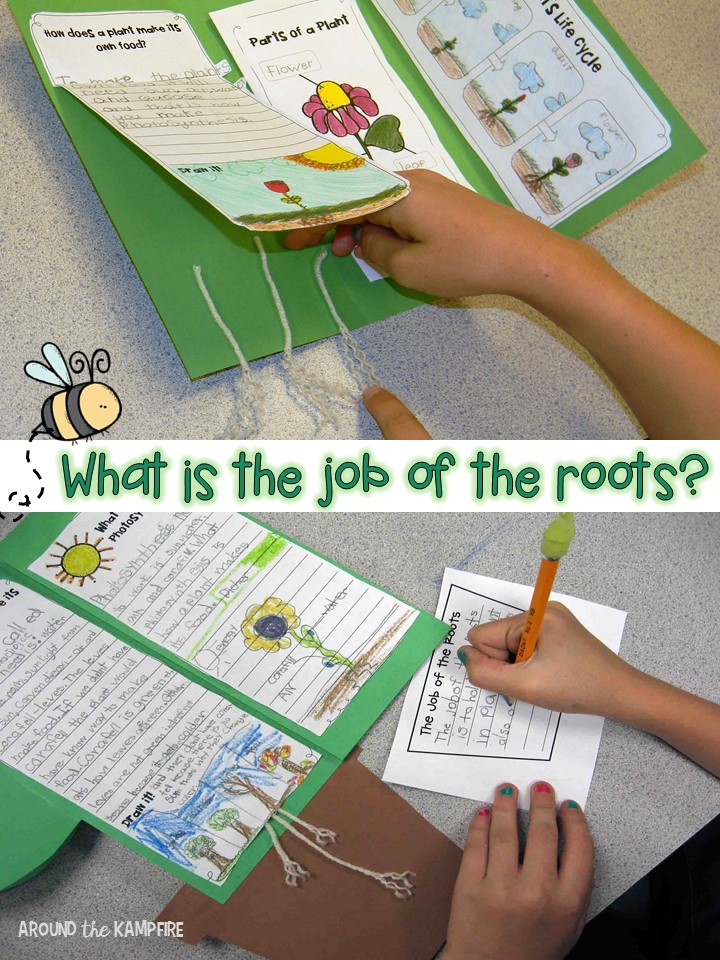 Plant life cycle activities- Writing about the job of roots. Part of a complete science unit for teaching about plants.