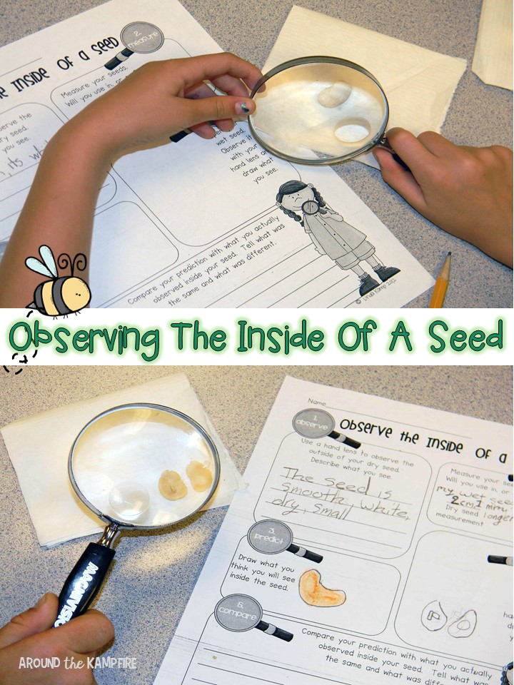 Plant life cycle activities- Observing the inside of a seed science experiment. Part of a complete unit for teaching about plants.