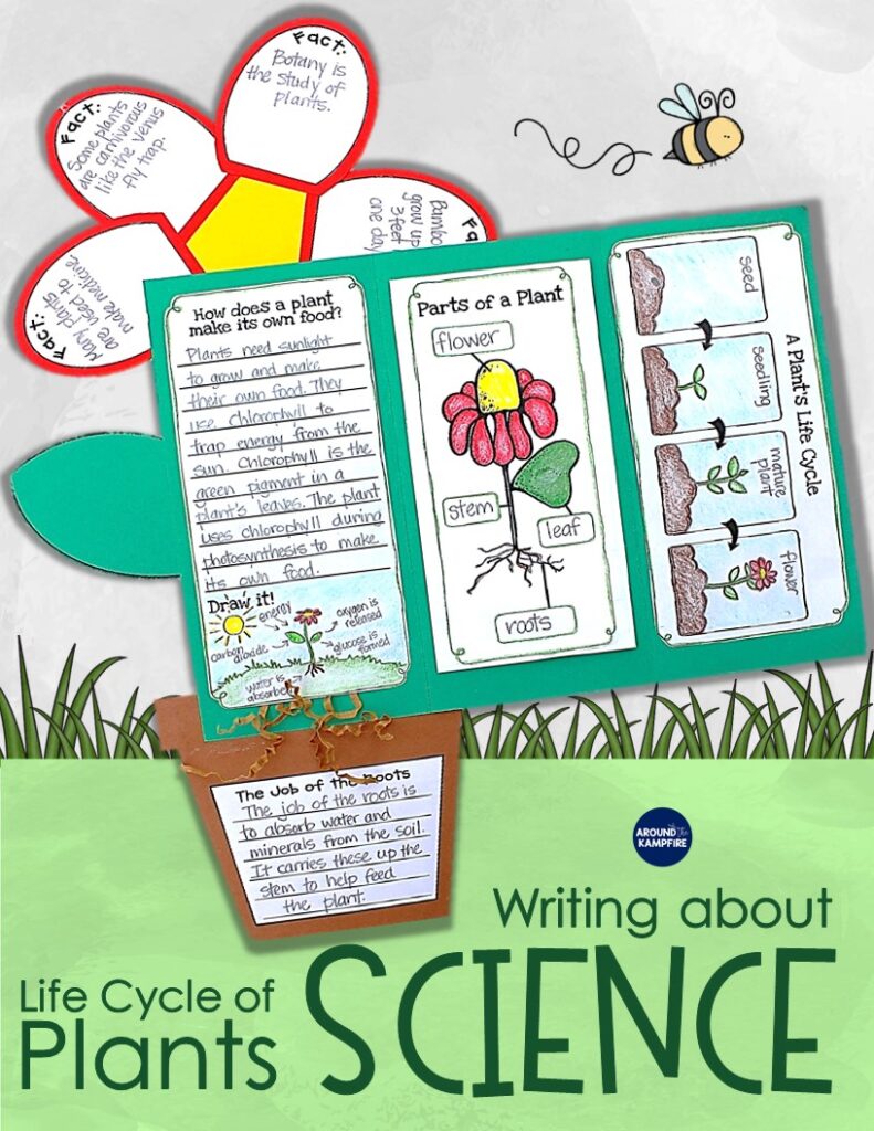 Plant life cycle activities-guiding students to write about science. Part of a complete plants science unit for 1st, 2nd, and 3rd grade.