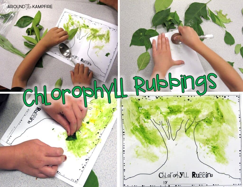 Chlorophyll rubbings-Integrating art into a plant life cycle unit.