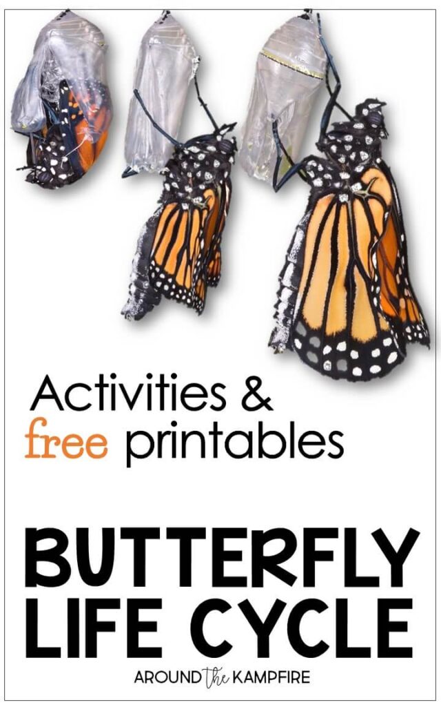 Butterfly life cycle activities & FREE printables. Find creative butterfly activities and science experiments for First, 2nd, and 3rd grade students learning about butterflies, caterpillars, pollination, the compound eye and more!