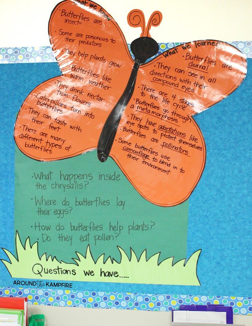 Butterfly life cycle KWL anchor chart.