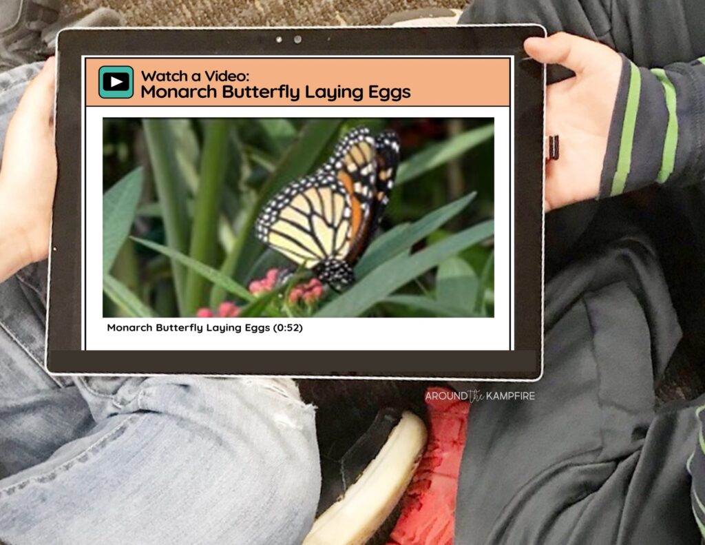 students watchng video on table of monarch butterfly laying eggs