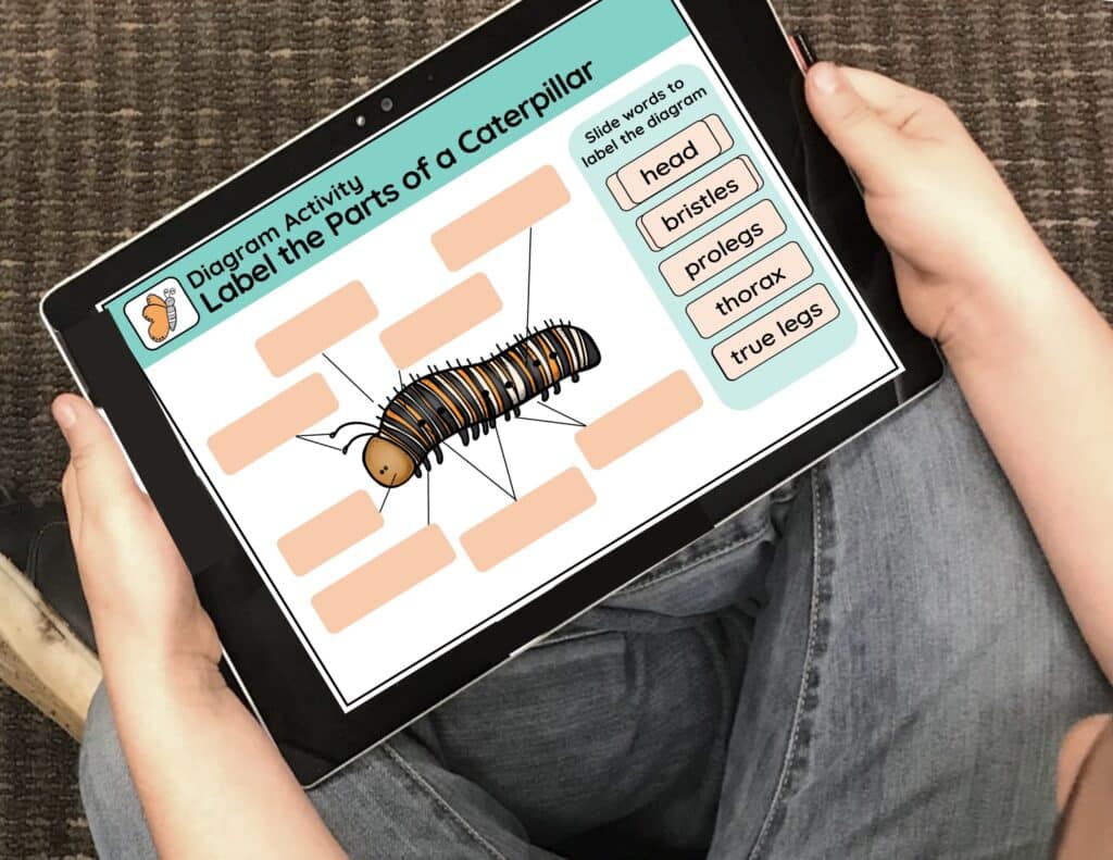students labeliing parts of a caterpillar diagram