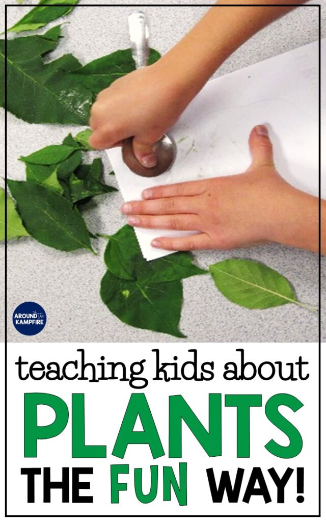 Fun plant life cycle activities for kids-Teaching about plants the fun way!