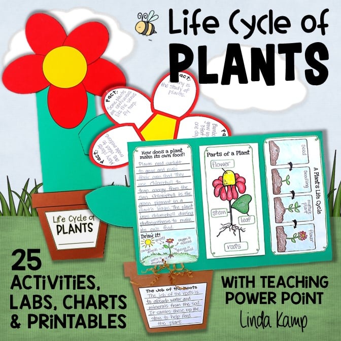 Life cycle of plants complete science unit for grades 1-3.