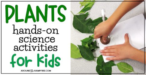 Plant life cycle activities: Hands-on science for kids. Find creative, hands-on ideas for teaching kids about chlorophyll, pollination, germination, and seed dispersal that get students thinking, writing and having fun! Ideal for 1st, 2nd, and 3rd graders learning about the life cycle of plants.