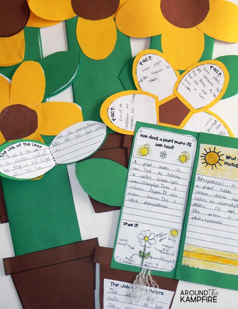 Plant life cycle activities: Hands-on science for kids. Find creative, hands-on ideas for teaching kids about chlorophyll, pollination, germination, and seed dispersal that get students thinking, writing and having fun! Ideal for 1st, 2nd, and 3rd graders learning about the life cycle of plants.
