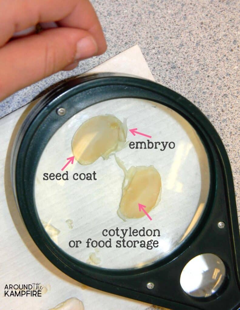 Plant life cycle activities-Labeling the parts of a seed.