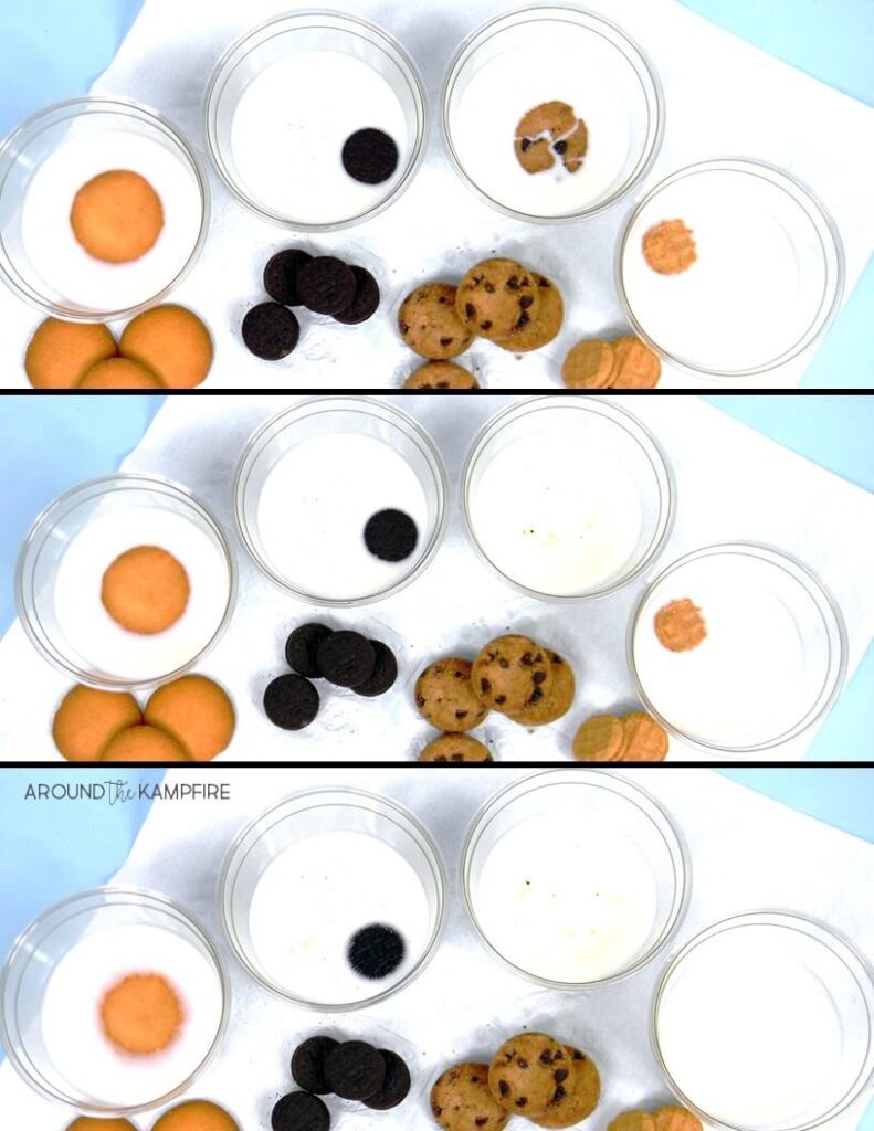 A simple and fun science experiment using milk and cookies to explore buoyancy. Learn the perfect activities for teaching the scientific method in a way that kids love! Read more about 2nd and 3rd grade science.