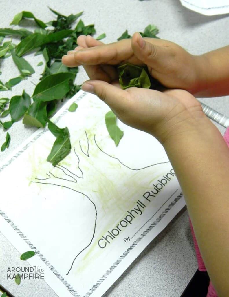 Painting with chlorophyll- A fun, science based art activity for kids while learning about photosynthesis and the life cycle of plants.
