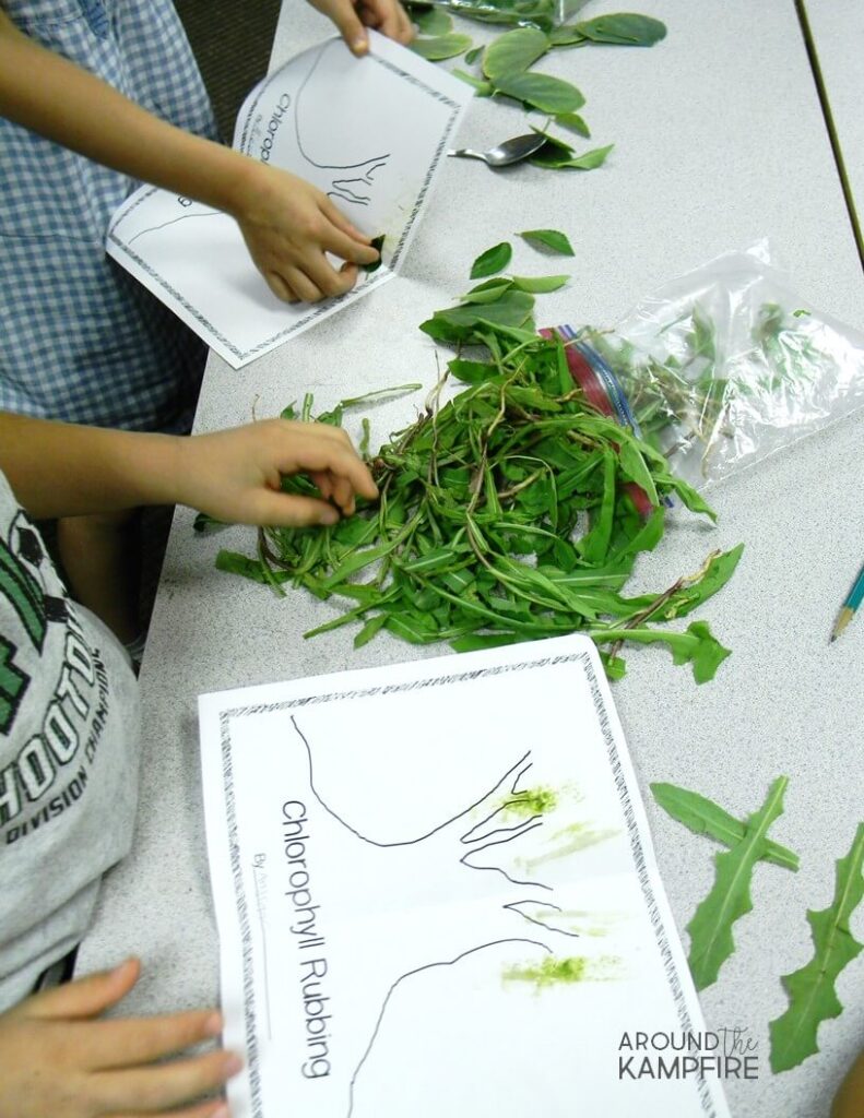 Painting with chlorophyll- A fun, science based art activity for kids while learning about photosynthesis and the life cycle of plants.