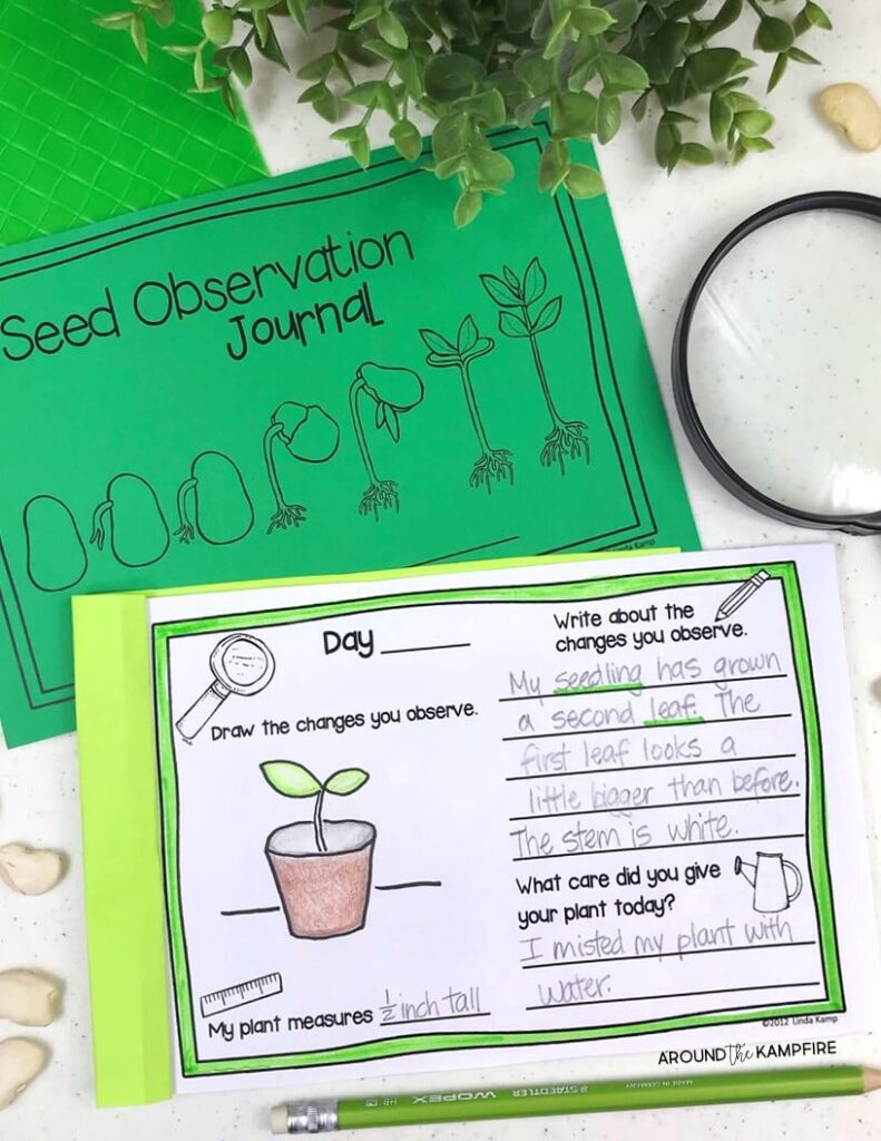 Easy seed science experiments for 1st, 2nd, and 3rd grade kids. These simple science experiments include activities for germinating seeds, dissecting seeds and labeling parts of a seed. Simple to do in the classroom or homeschool and a fun addition to your plant life cycle activities. | Seed observation journal