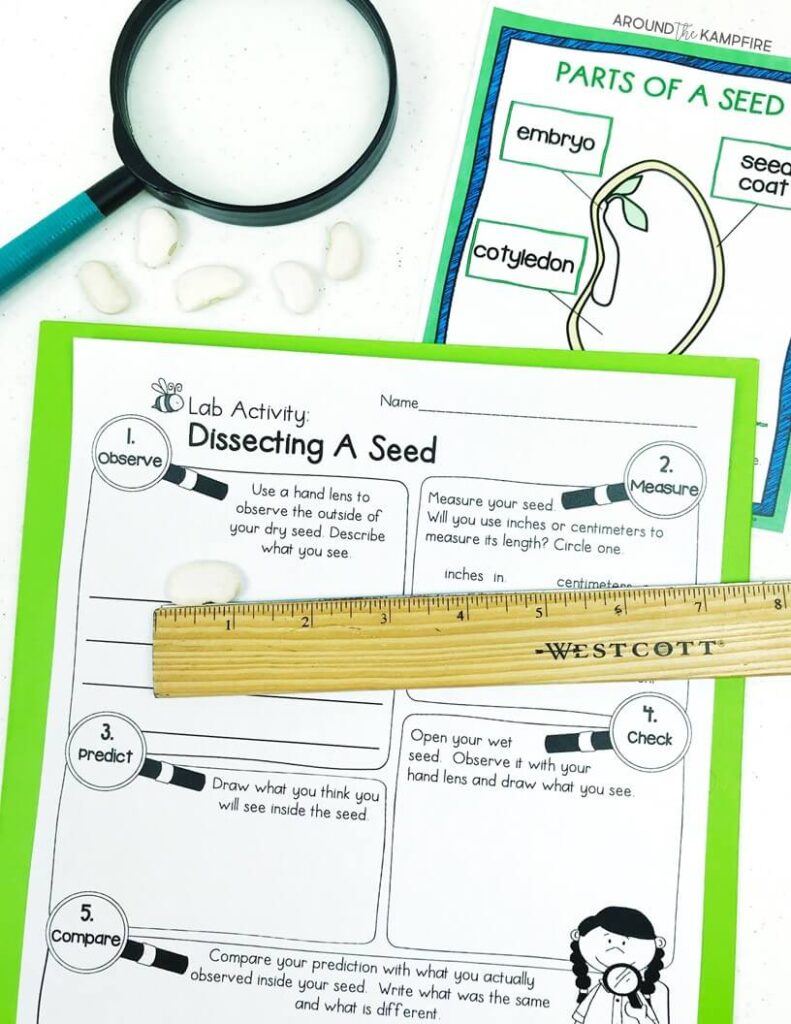 Easy seed science experiment for kids-Dissecting a seed lab worksheet.