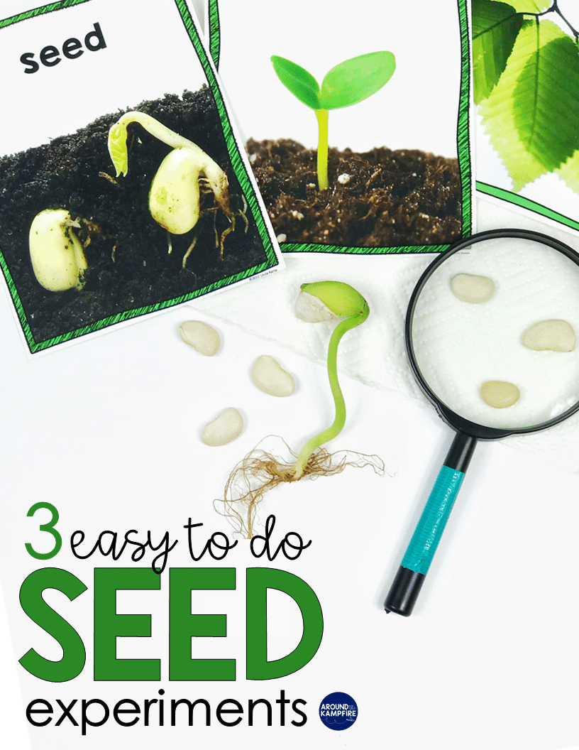 Easy Seed Science Experiments & Parts of a Seed Activities