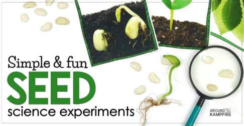 Easy seed science experiments and parts of a seed activities for kids