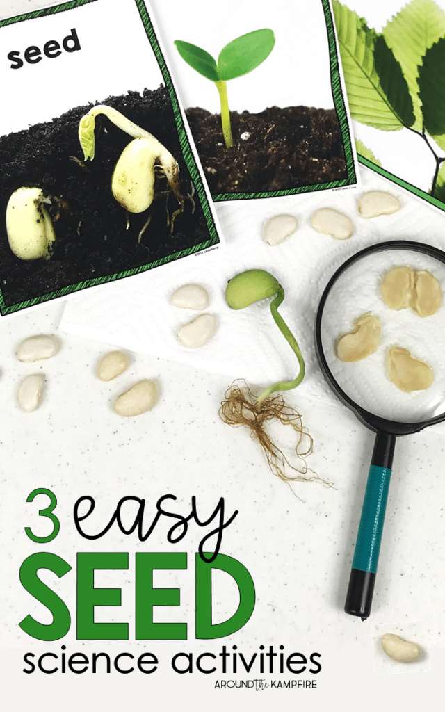  Easy seed science experiments and parts of a seed activities for kids. Simple to do science activities ideal for 1st, 2nd and 3rd graders learning about the life cycle of plants.