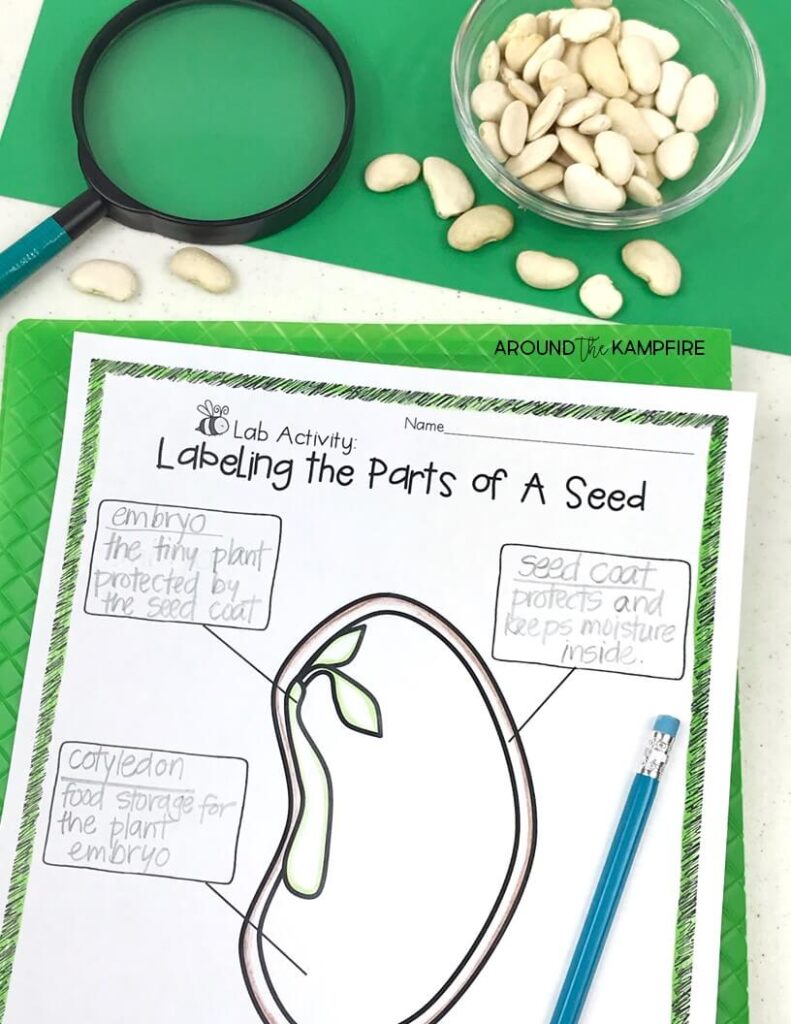 Easy seed science experiments and parts of a seed activities. These simple science experiments are fun for kids learning about plants and ideal to add to your plant life cycle activities.
