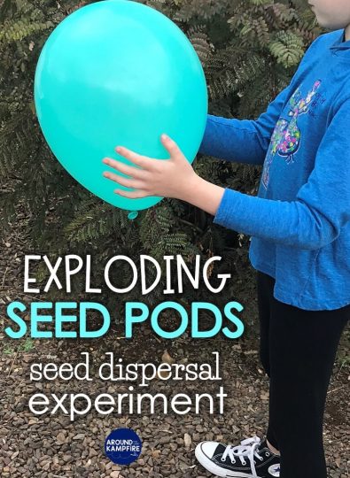 Seed dispersal activity- A fun science experiment and STEM challenge for 1st, 2nd, and 3rd graders to learn about exploding seed pods while studying the plant life cycle. Students build a model of this plant adaptation and explore how seeds travel.
