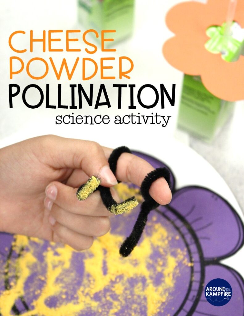 Fun pollination science activity using macaroni & cheese powder and juice boxes for first, 2nd and 3rd grade students learning about the butterfly life cycle.