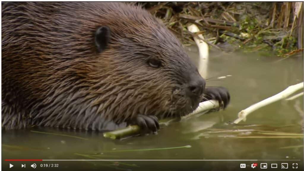 How Beavers Build Dams PBS