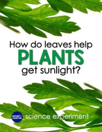 Plant Needs Science Activity-How Do Leaves Help Plants Get Sunlight?