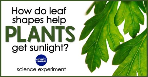 Plants science activity & experiment