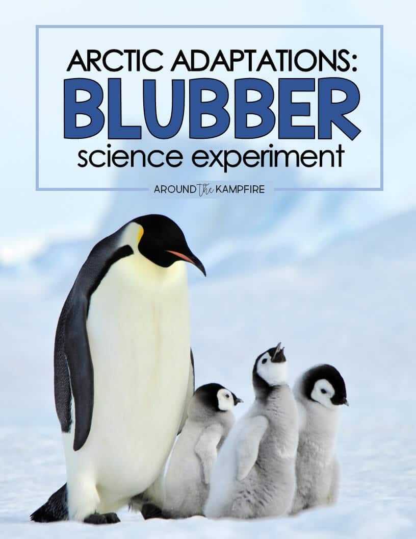 Arctic Animal Adaptations Blubber Science Experiment For Kids Around The Kampfire