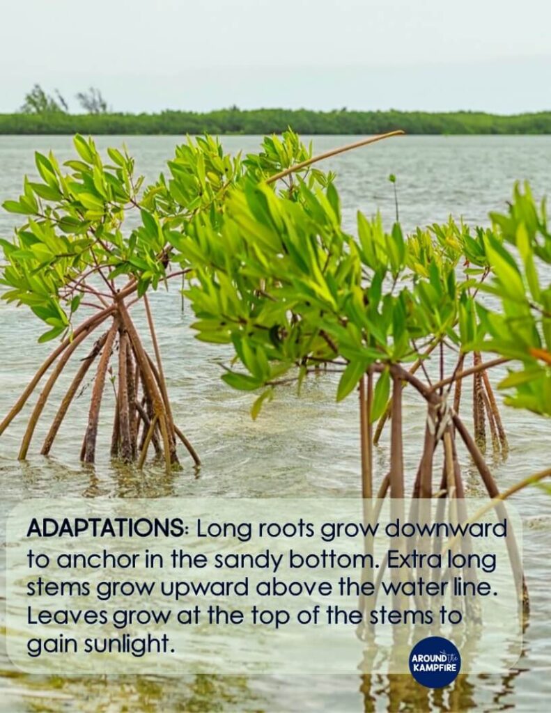 Water plant adaptations