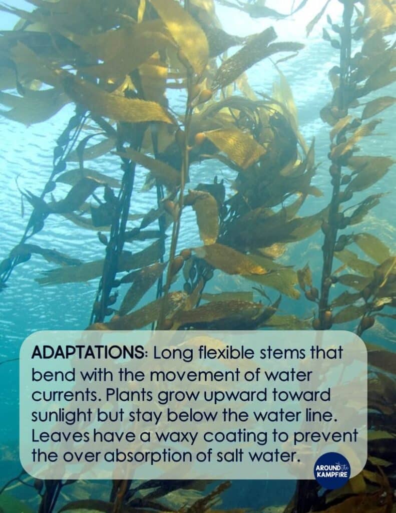 Kelp water plant adaptations