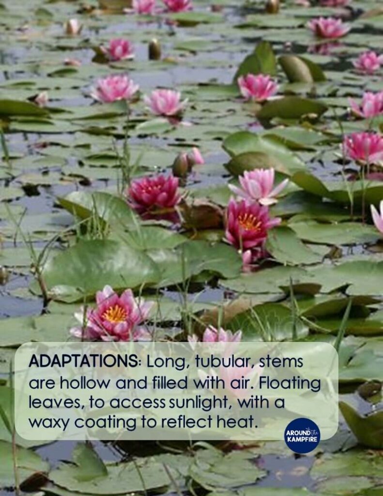 Water lily plant adaptations
