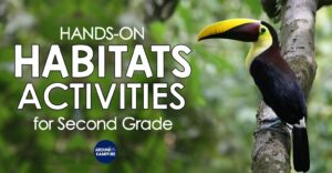 Habitats activities for second grade