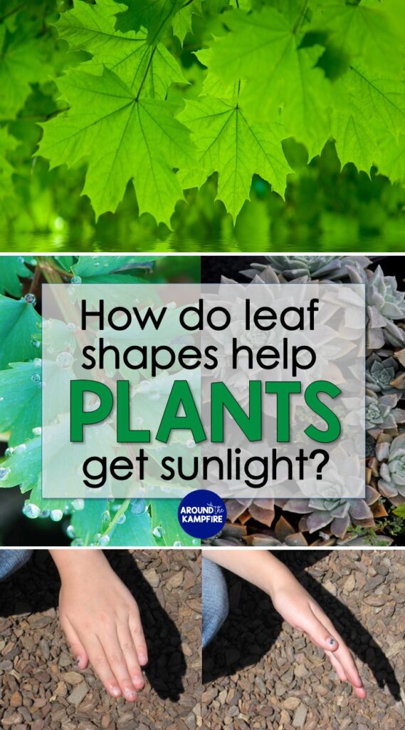 how leaves help plants make food science activity