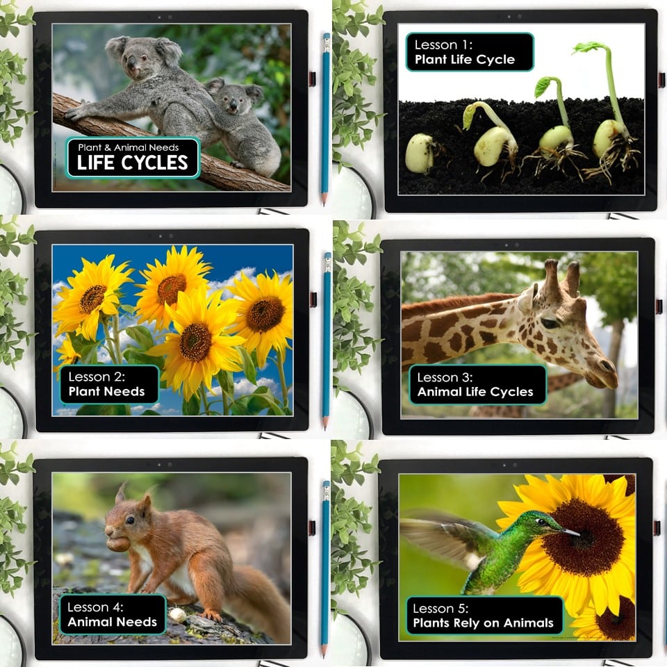Plant and animal needs life cycles digital science lessons