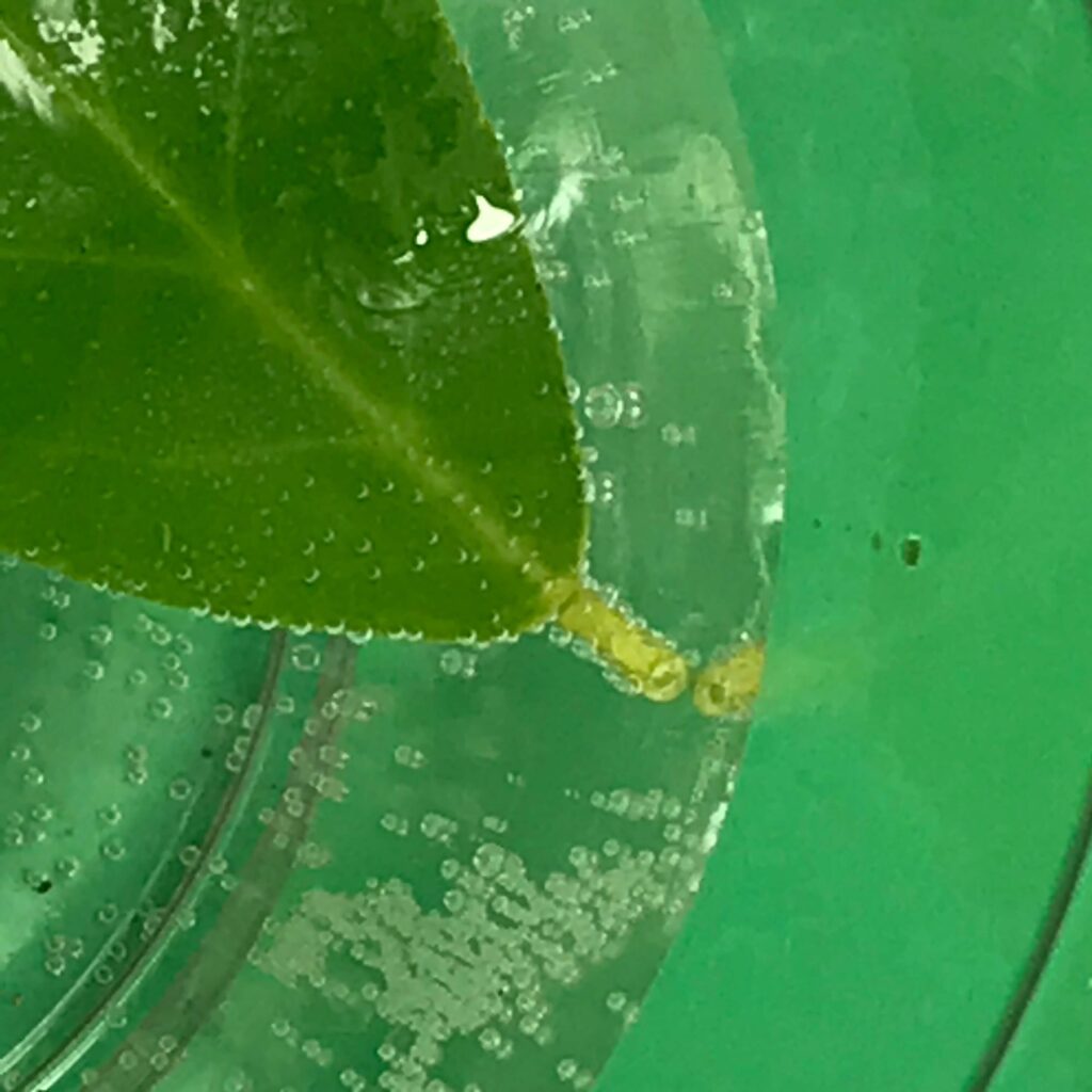Green leaf with air bubble on it. Science experiment to show plants making oxygen