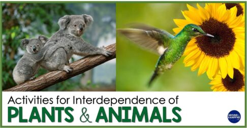 Basic needs of plants and animals and their interdependence article