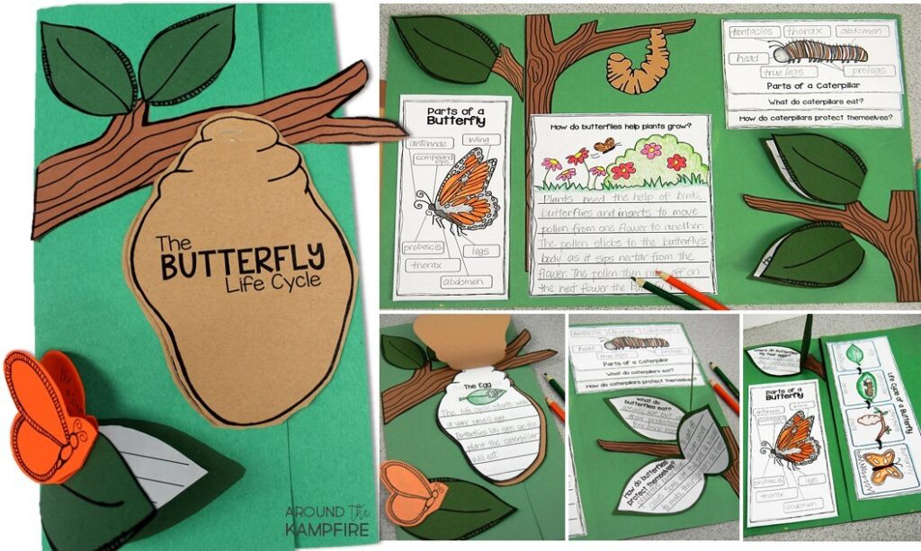 Butterfly life cycle foldable lapbook