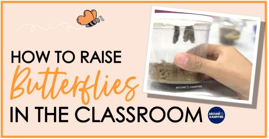 How to raise butterflies in your classroom article cover