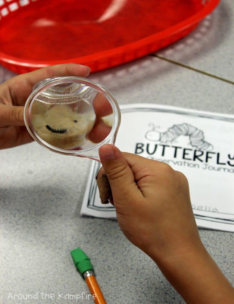 child looking at caterpillar through hand lens