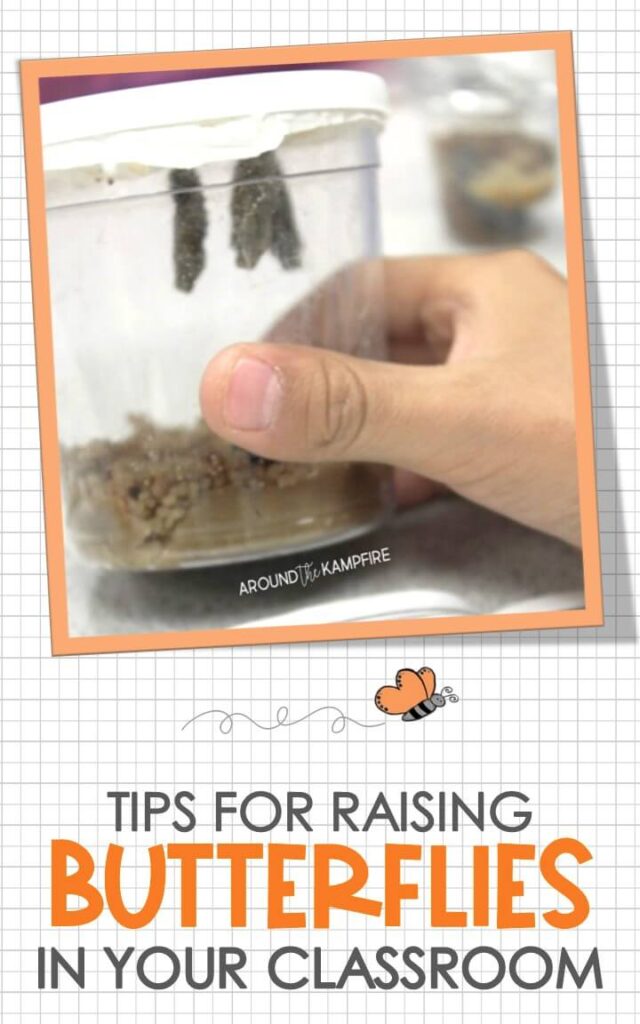 Tips for raising butterflies in the classroom article