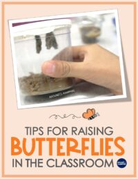 How To Raise Butterflies in the Classroom